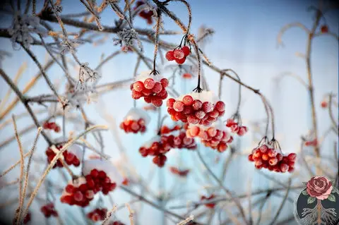 7 façons de célébrer Yule, le solstice d'hiver