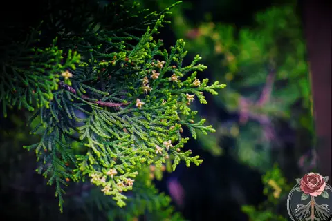 Cedar Herb, Sacred Plant to Cleanse Your Energy, The Witch