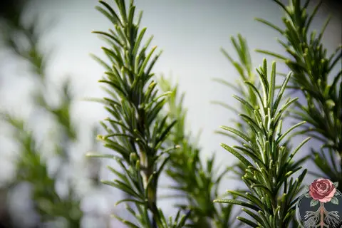 Rosemary Herb, Sacred Plant to Cleanse Your Energy, The Witch