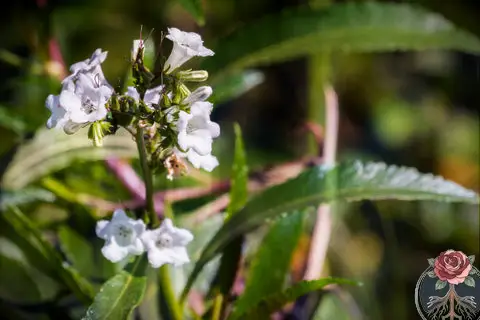 Yerba Santa, Sacred Plants to Cleanse Your Energy, The Witch
