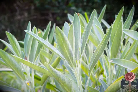 5 plantes sagrades per netejar la vostra energia