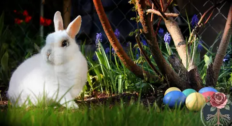 Decorate Your Altar with Rabbits for Ostara, Tartarusfarms