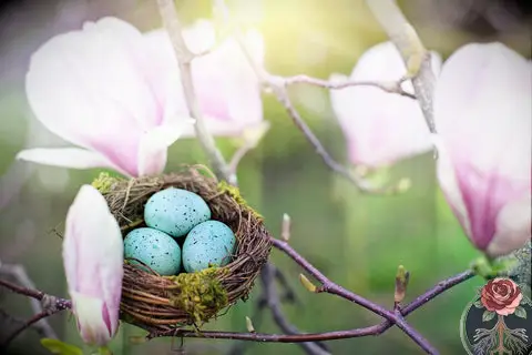 Take a Nature Walk for Ostara, Spring Bird Nest, Tartarusfarms