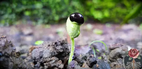 7 façons de célébrer Ostara, l'équinoxe du printemps