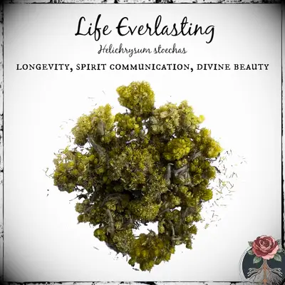 Les fleurs éternelles de la vie: guide de magie à base de plantes