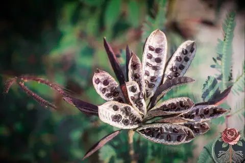 Harvesting Seed Pods for Mabon