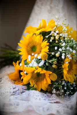 Yellow Sunflower and Baby