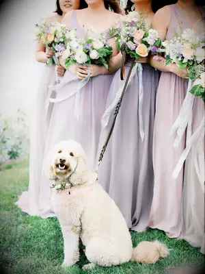 Bridesmaids posing with dog during wedding portraits