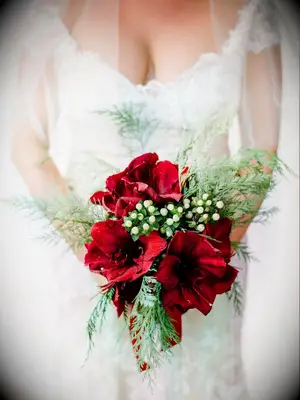 bride holds red and green winter wedding bouquet with amaryllis, white berries and evergreens