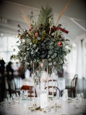 silver dollar eucalyptus