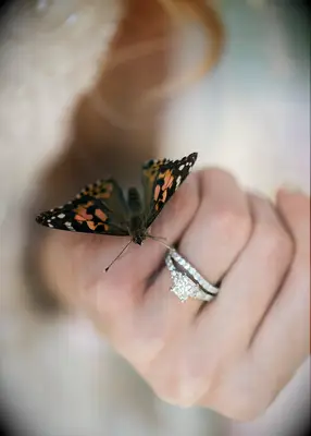 Butterfly wedding exit