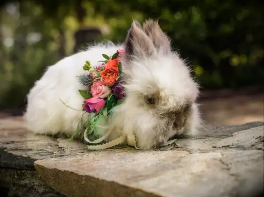 Bunny wearing flowers wedding bouquet alternative