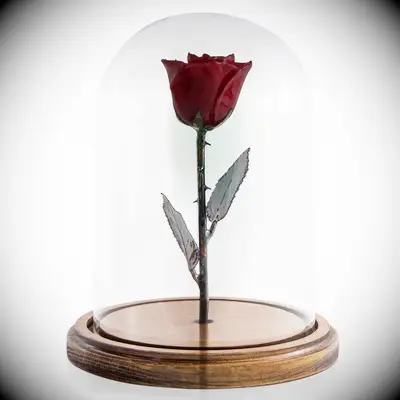 Gorgeous rose in a cloche from The Forever Rose