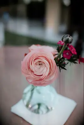 Pink ranunculus
