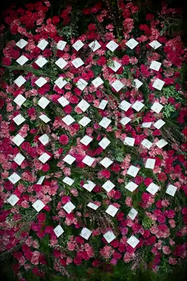 wedding escort card display with white table assignment cards hanging on a wall of pink roses