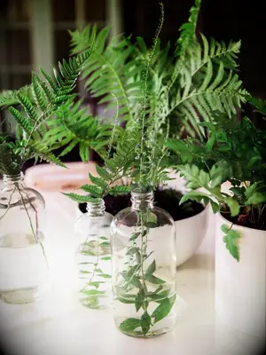 fern centerpieces