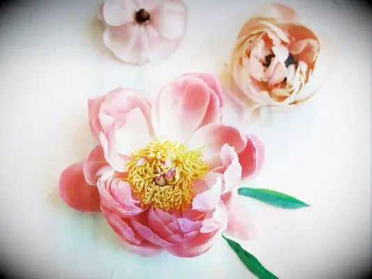 coral charm peony flower