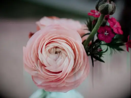 pink ranunculus flower