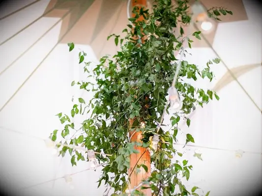 smilax covering tent pole