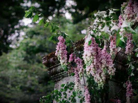 wisteria vine