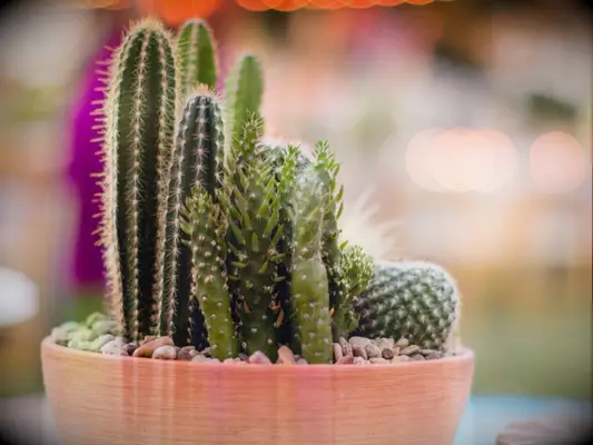cactus centerpiece