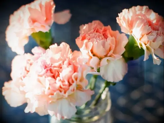 peach carnation centerpiece