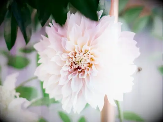 lush pink dahlia