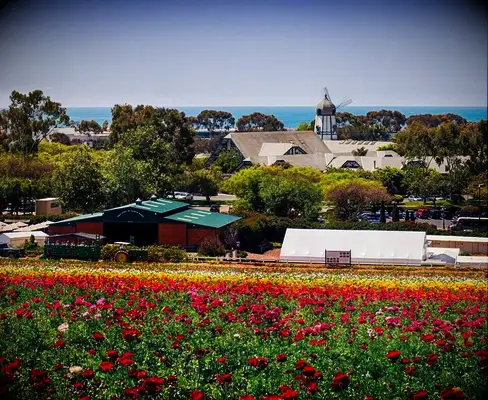 Large flower field unique wedding venue in Carlsbad, California