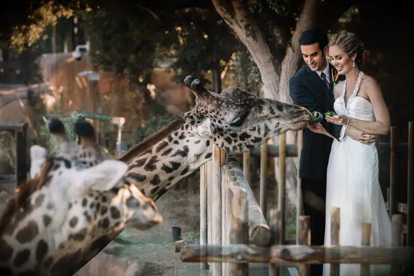 Couple feeding giraffe at petting zoo
