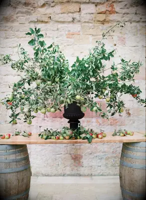 Apple Tree Decor