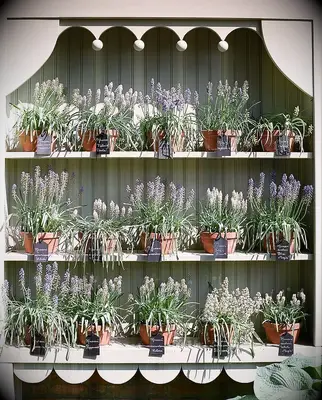 creative wedding favor idea white hutch shelf displaying miniature terracotta pots of lavender plants with handwritten tags