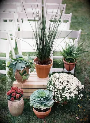 A collection of vibrant and funky-cool potted plants.