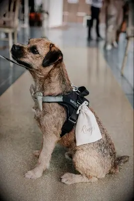 Dog ring bearer bag 