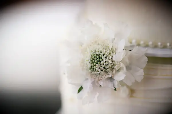 Scabiosa summer wedding flower