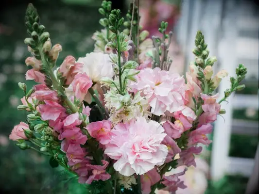 pink snapdragon floral arrangement