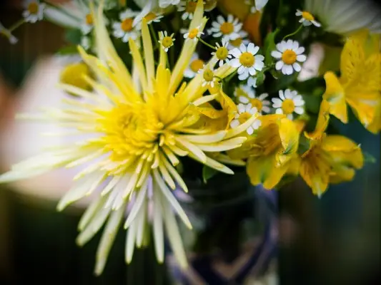 yellow chrysanthemum 