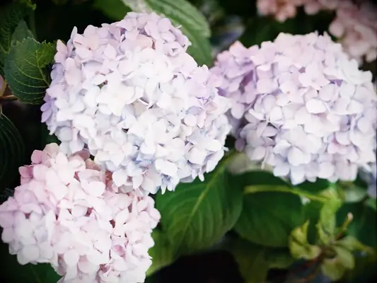 purple hydrangea bush