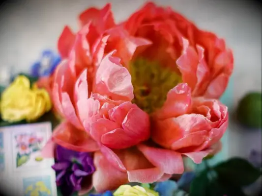 coral charm peony