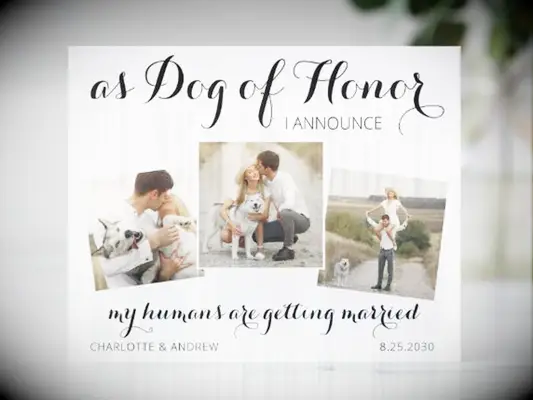 zazzle dog of honor funny white and black save the date card with three photos and script