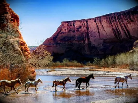 horses walking in river