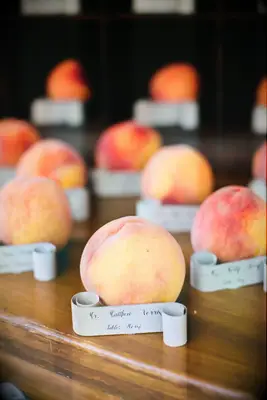 Peach escort cards spring wedding idea