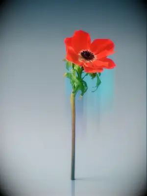 A stunning rosy-peach anemone flower