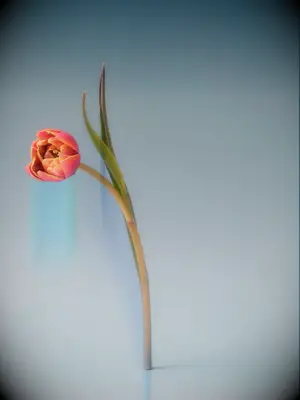 A romantic pink and pale yellow tulip