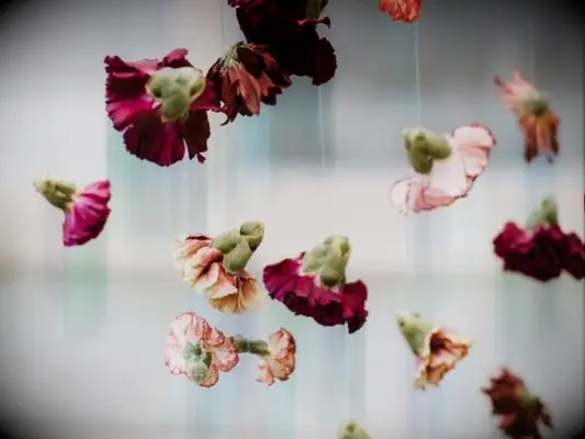 A hanging purple carnation garland
