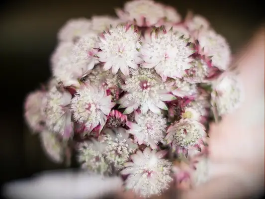 A romantic bouquet of astrantia flowers