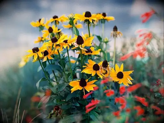 Summery and friendly black-eyed susan flowers