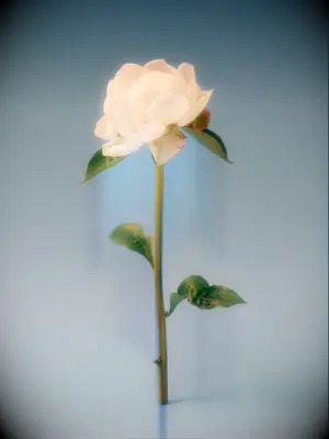 A dreamy white peony