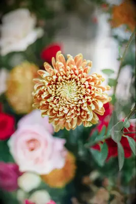 Gorgeous yellow summery chrysanthemum 