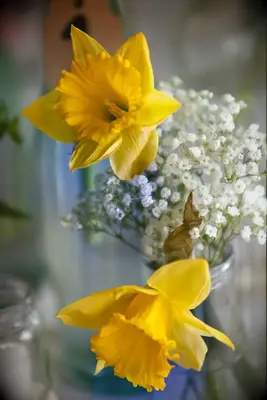 A friendly, summery bright yellow daffodil with baby