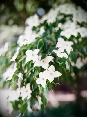 Romantic flowering dogwood branches